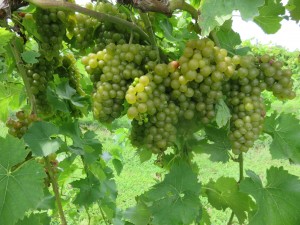 2014 produced a quality crop for Starview and other Southern Illinois grape growers. (Photo was taken at Starview during August 2014
