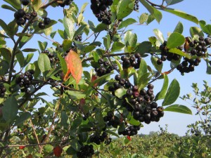 Ripe Aronia berries are about the same size as a medium blueberry. (Photo by Coldbrook Farm, Inc) 