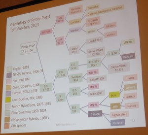 This slide from Plocher's presentation is proof of the complexity of breeding wine grapes. 