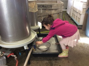 A ballerina, the winemaker's granddaughter, checks for quality assurance in pressed apple juice destined for Mount Zion Orchard's Duet, an apple/aronia blend.