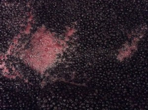 As it ferments, aronia must will be punched down twice a day at Mount Orchard. Credit: Mount Zion Orchard