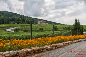Gloriosa Daisies, ubiquitous in the Tuscan countryside, envelop the 120 acre Raffaldini Estate. In the background is Petit Verdot.)