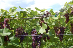 Marquette grapes, photo by Victory View Vineyards 